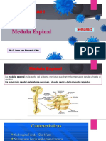 Semana 6 Neuro I