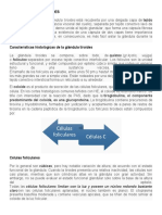 HISTOLOGÍA DE LA TIROIDES, Paratiroides y Suprarrenales