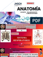 Sistema Respiratorio