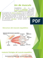 Sistema Muscular