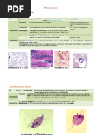 Guia Protozoarios en Veterinaria