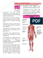 Muscular System