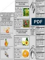 Infografia Frutos