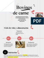 Bovinos de Carne 2