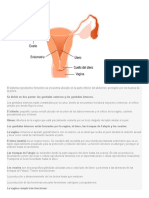 Aparato Reproductivo