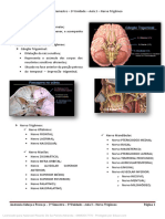 Anatomia Cabeça e Pescoço - 2º Semestre - 3 - @radiologia.e.saude