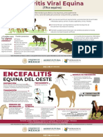 Infografias Salud Animal Compressed 1