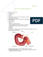 Anatomía Sistema Digestivo 5