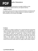 EXPO 4órganos Sexuales Femeninos