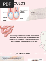 Anatomia Testiculos