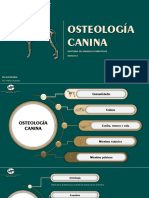 Osteología Del Canino