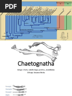 Chaetognatha y Rotifera