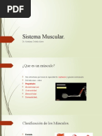 Sistema Muscular