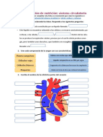 Completo Sistema Circulatorio