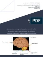 Términos Empleados para El Estudio Del Cerebro