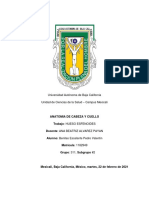 Hueso Esfenoides - Anatomia Cabeza & Cuello - Benites Escalante Pedro Valentin