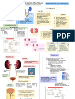 Infección de Vías Urinarias (IVU) : Microorganismos (Etiología)