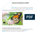 25 Tipos de Especies de Mariposas y Polillas