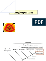 Angio Sperm As 1