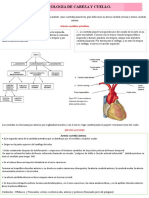 Angiologia de Cabeza y Cuello 1