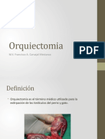 Orquiectomia