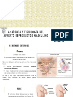 9 Anatomía y Fisiología Del Aparato Reproductor Masculino