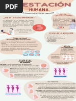 Gestación Humana