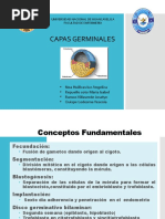 Capas Germinativas