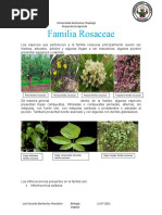 Rosaceae