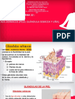 12° Teoria de de Anexos Dérmicos (Pelo, Glándula Sebácea y Uña) .