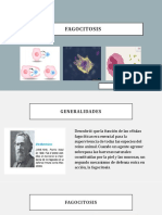 Fagocitosis y Inflamacion, Exposicion