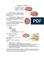 Encéfalo Cerebro