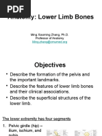 13 Anatomy Lower Limb Bones