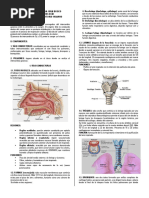 Sistema Respiratorio Humano