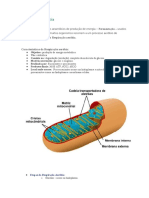 Respiração Aeróbia