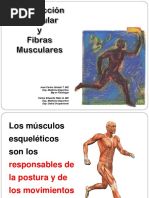 Contracción Muscular y Fibras Musculares