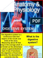 182 Anatomy Digestive System