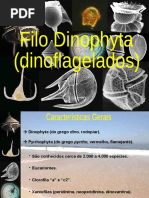 Dinophyta