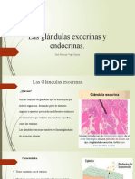 Las Glándulas Exocrinas y Endocrinas