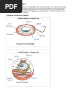 Biology-Chapter 2 Cells