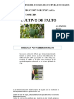 Cultivo de Palto