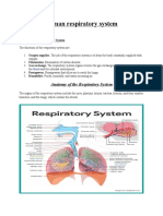 The Human Respiratory System