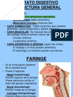 Esófago y Estómago