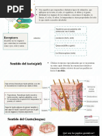 ORGANOS D ELOS SENTIDOS (1) (Autoguardado)