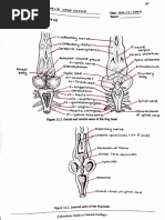 Zoology Laboratory - Activity No. 12 - Nervous System