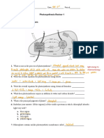 31-Photosynthesis Review Worksheets 1 and 2