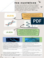 Ácidos Nucleicos