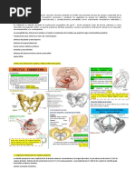 Ductus Fetal