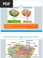 Clase 3. Organismos Eucariontes (Célula Animal y Vegetal)