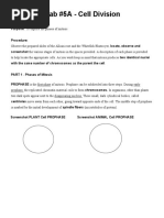 Sem3 - Lab 5 - Phases of Mitosis